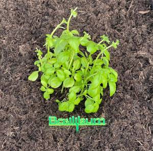 Beetstecker Basilikum 2